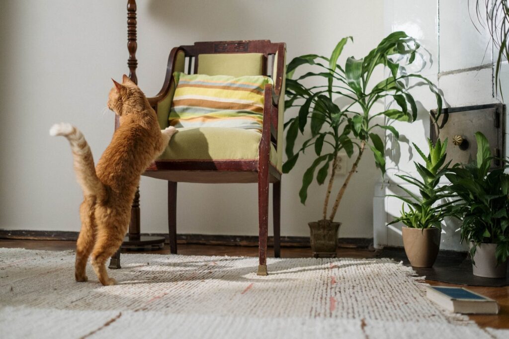 Odores que deixam os gatos atordoados.