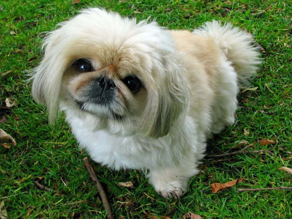 Raças de cachorro chinesas, Foto: Pixabay.