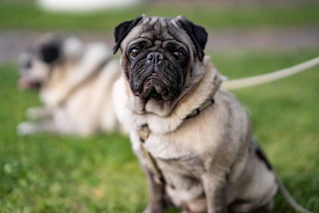 Raças de cachorro chinesas, Foto: Pixabay.