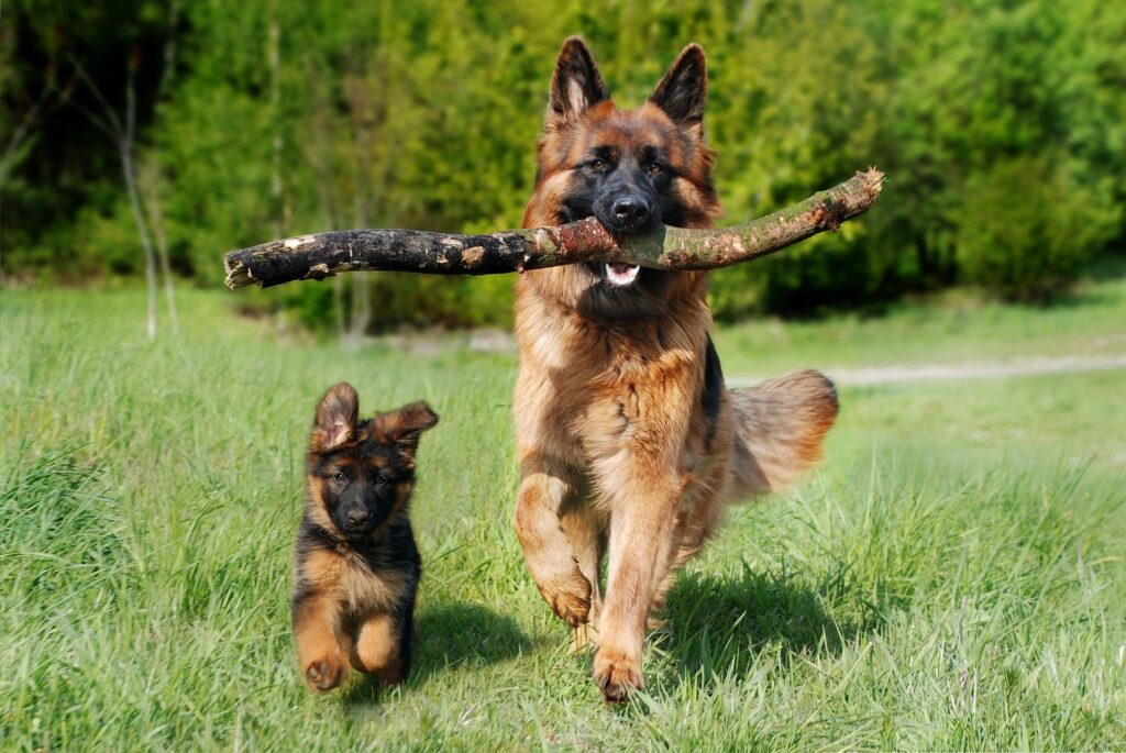 Raças de cachorro alemãs, Foto: Pixabay.