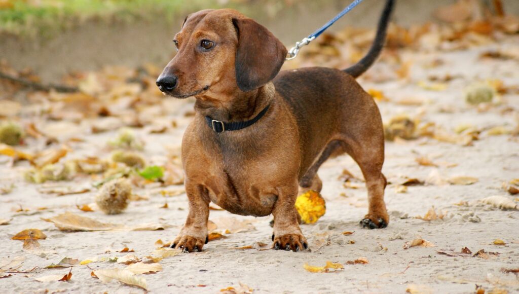 Raças de cachorro alemãs, Foto: Pixabay.