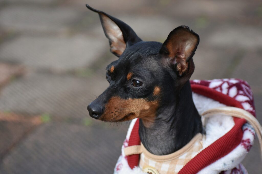 Raças de cachorro alemãs, Foto: Pixabay.