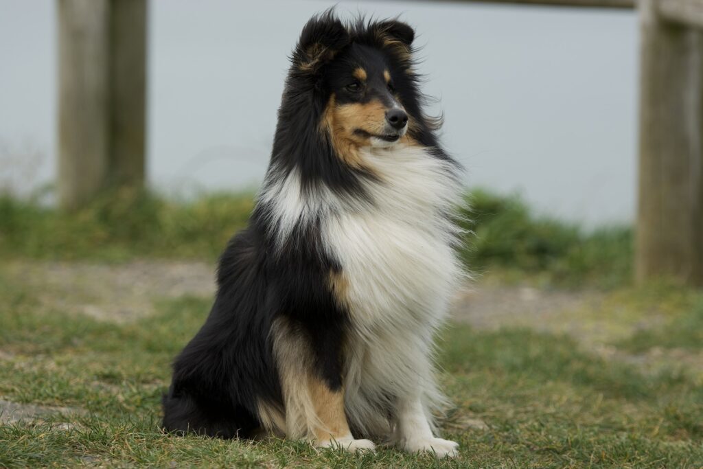 Raças de cachorro brasileiras, Foto: Pixabay.