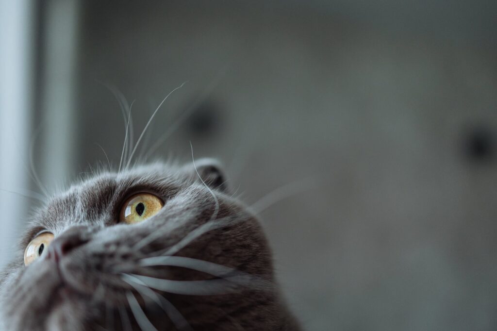 Gatos que gostam de dormir.