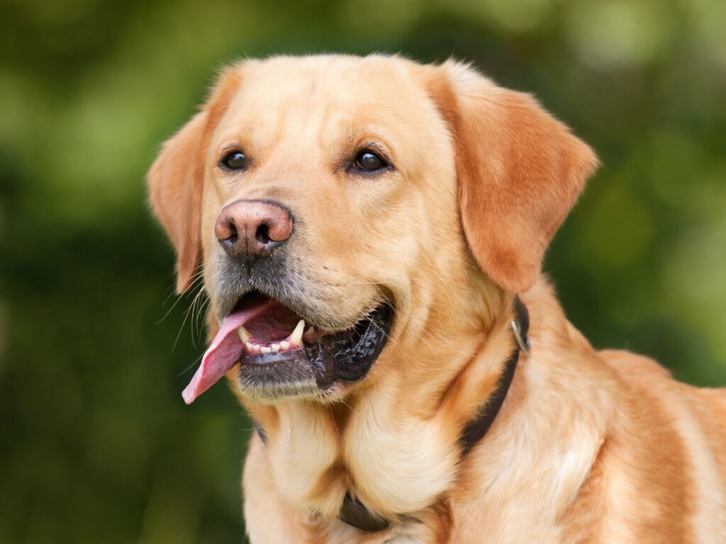 Cachorros de grande porte, Foto: Pixabay.