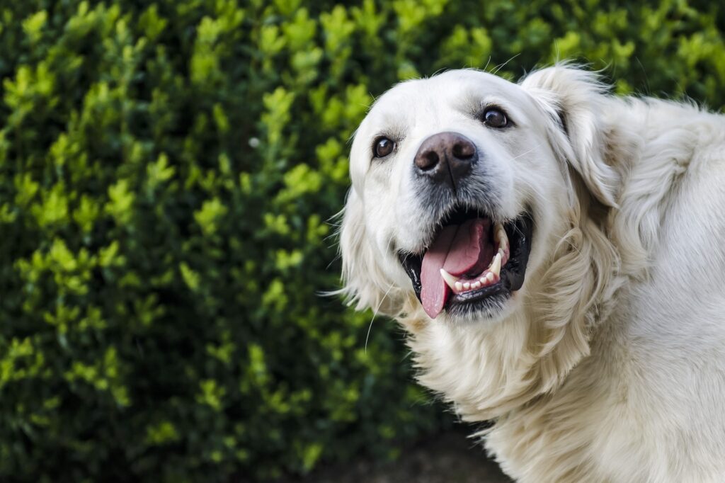 Cachorros de grande porte, Foto: Pixabay.
