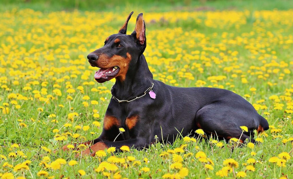 Cachorros de grande porte, Foto: Pixabay.