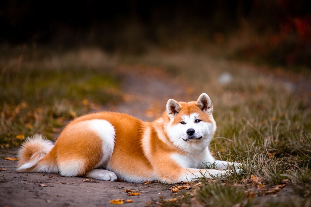 Cachorros de grande porte, Foto: Pixabay.
