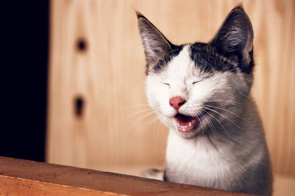 Receita caseira para afastar felinos da sua casa.