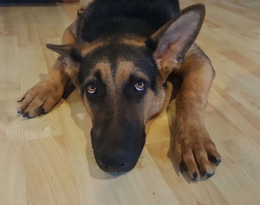 Seu cãozinho tem medo de chuva? Saiba o por que e aprenda dicas infalíveis para deixar o pet mais à vontade