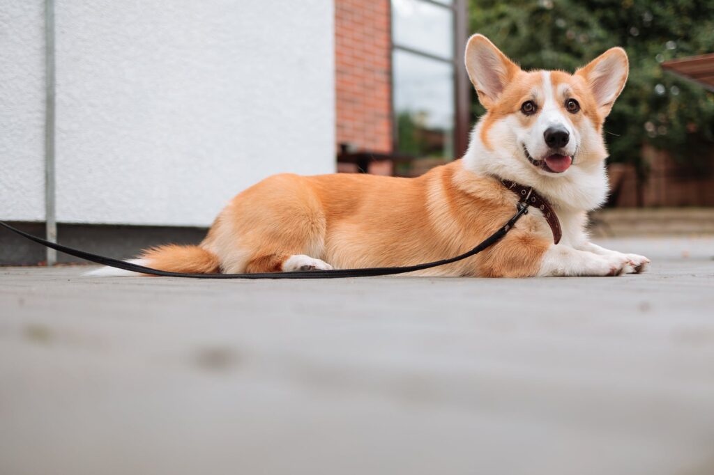 Acostume seu cachorro na coleira com essas dicas!