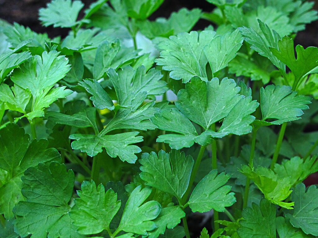 Cultivando salsinha: Aprenda como plantar esse famoso tempero em casa e sempre o tenha ao alcance das mãos