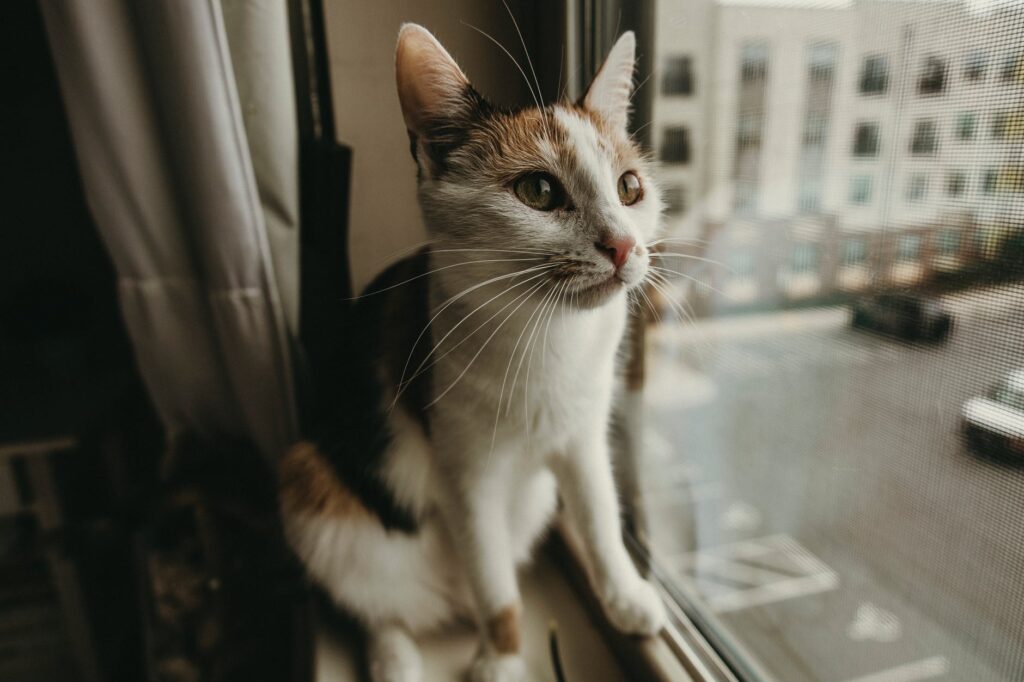 Dicas de como manter seu gato em casa