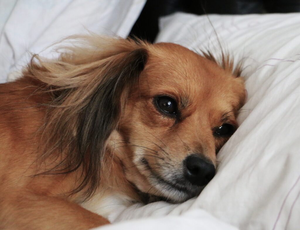 Como identificar depressão em cachorros