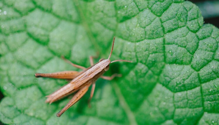 Como os insetos podem ajudar a alimentação das populações no futuro