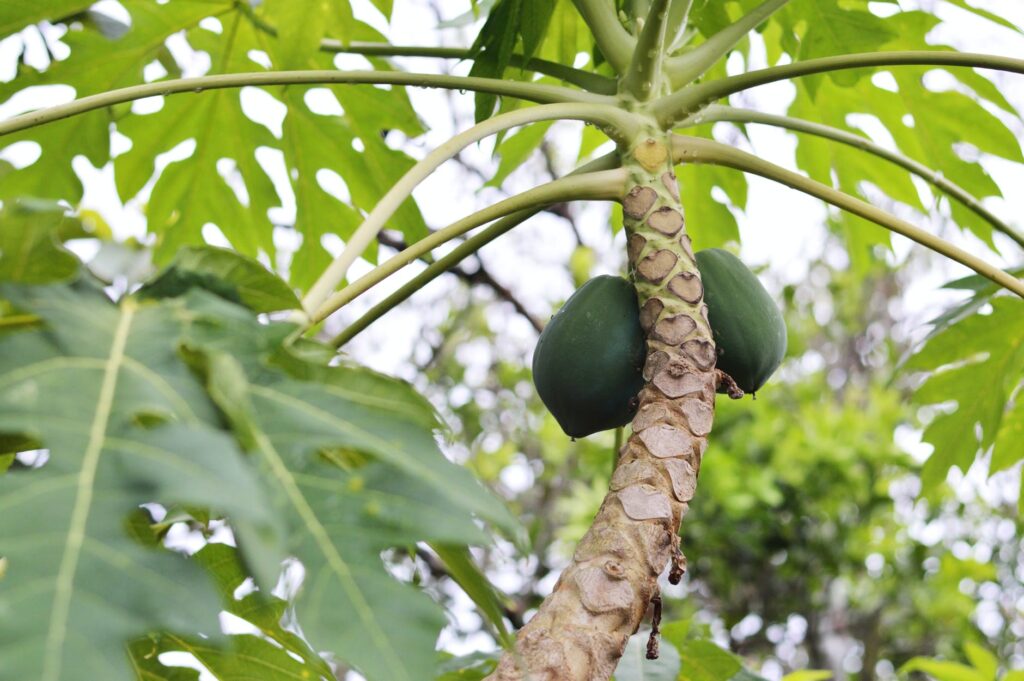 Plantando mamão de maneira fácil e prática. Confira dicas infalíveis para o seu mamoeiro crescer de forma saudável e gerar muitos frutos!