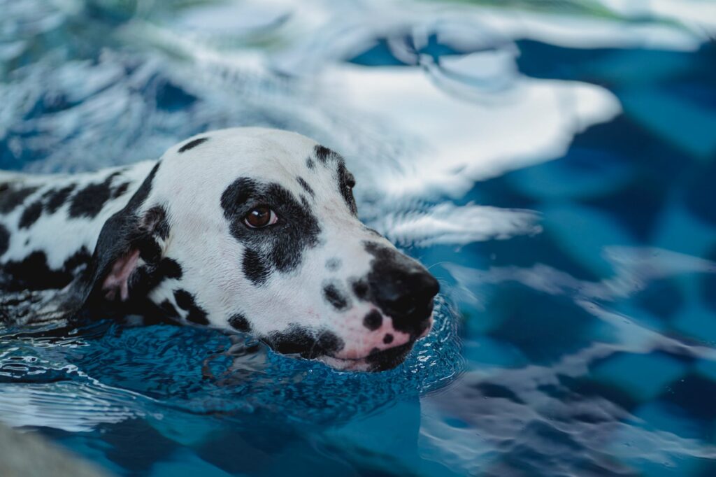 Como refrescar os pets no verão: Confira as dicas!