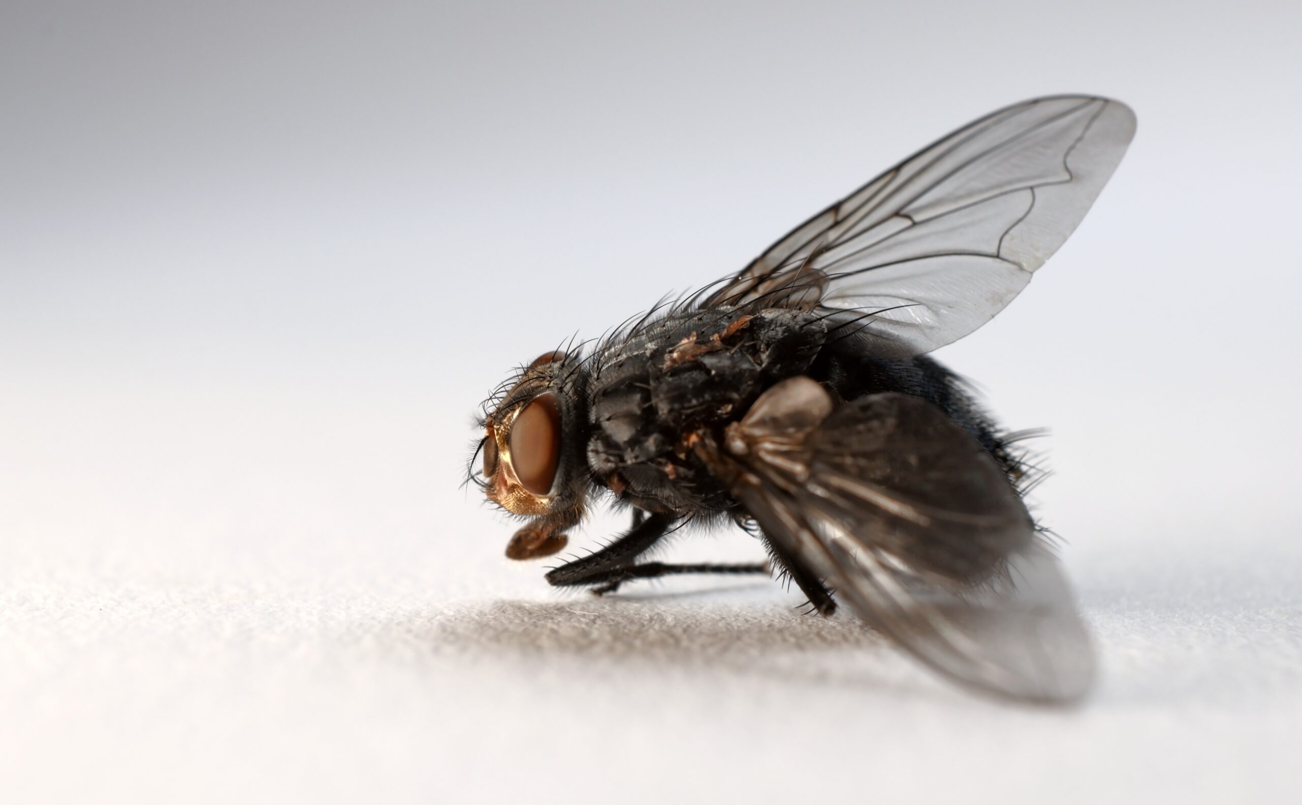 Moscas na cozinha: Aprenda agora a fazer um repelente caseiro eficaz contra esses insetos