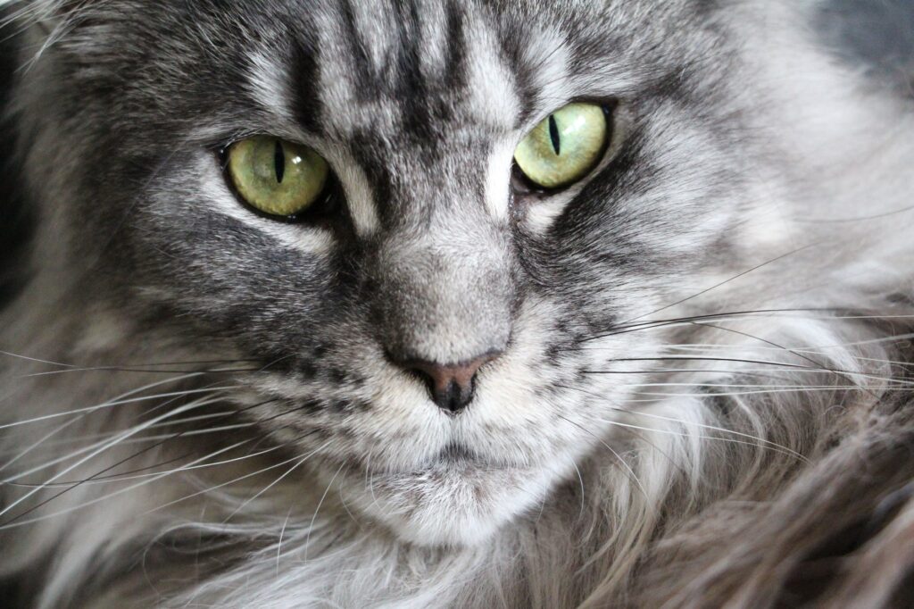 Conheça as cores de gatos e seus significados