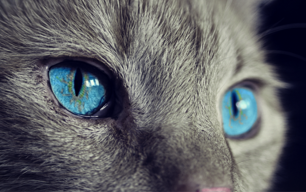 Por que não devo olhar nos olhos do meu gato? Entenda agora o motivo!