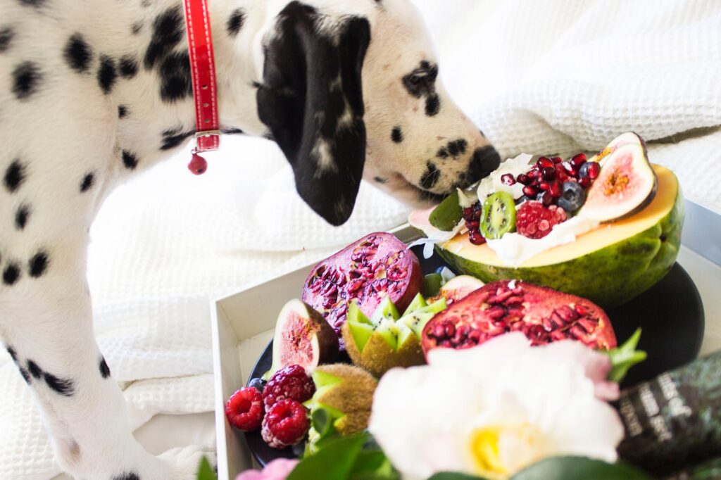 Petiscos para pets: confira opções seguras e deliciosas para seu amiguinho peludo