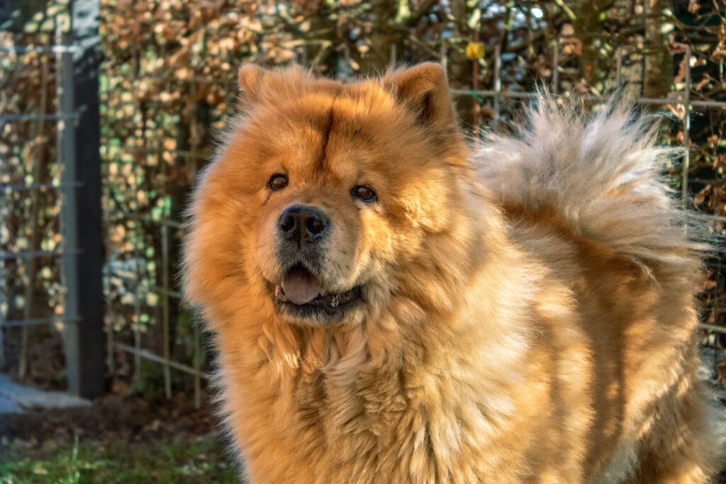 Saiba mais sobre o Chow Chow: uma raça muito leal