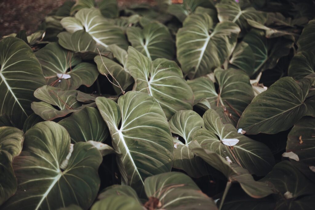 Plantas venenosas.