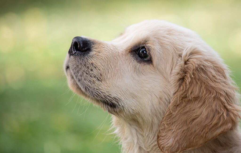 Conheça alguns cheiros que os cachorros NÃO gostam