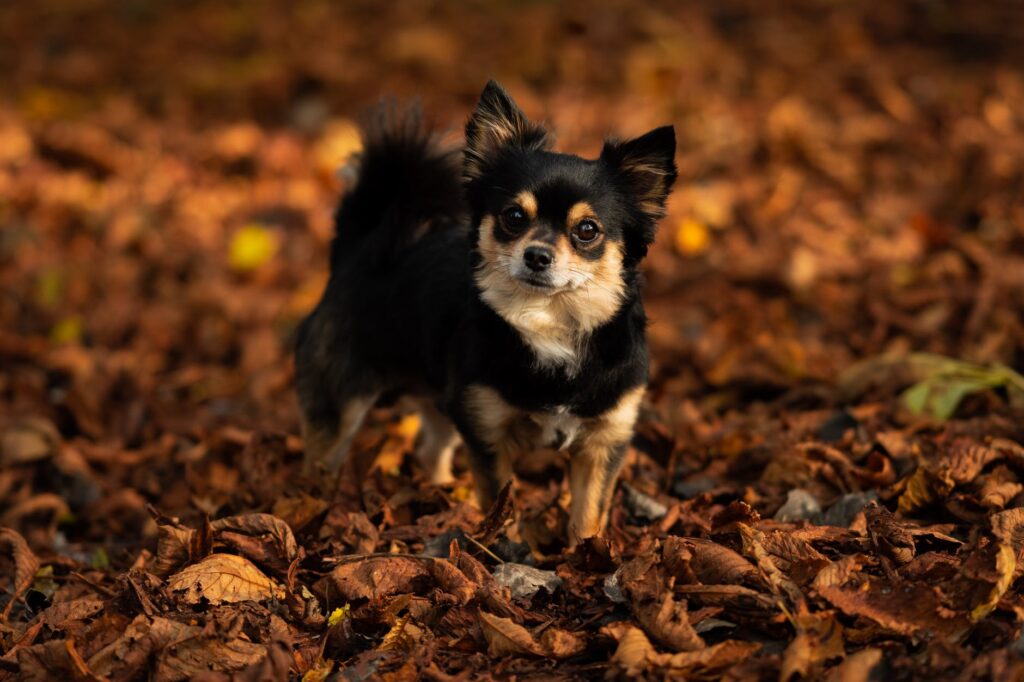 Qual a menor raça de cachorro do mundo? Saiba agora!