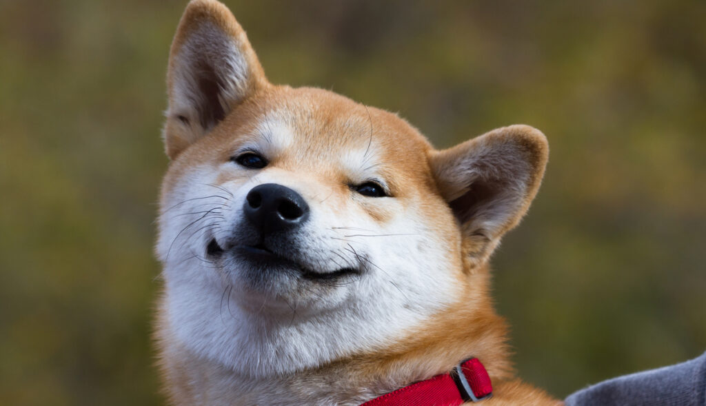 Raças de cachorro japonesas