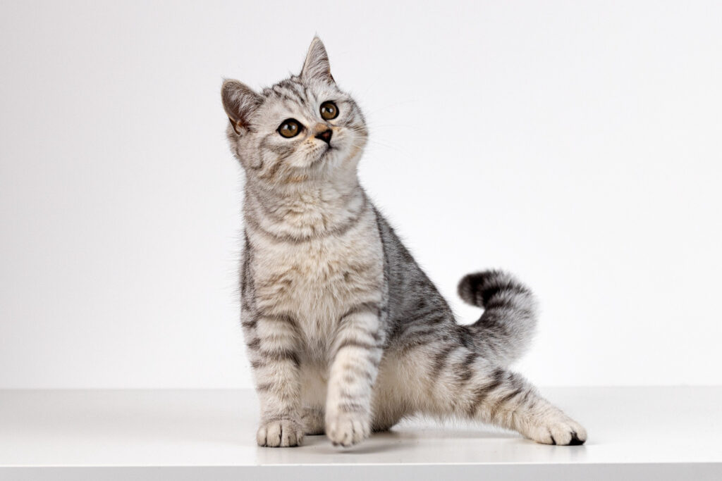 Entenda o comportamento e sinais do seu gato