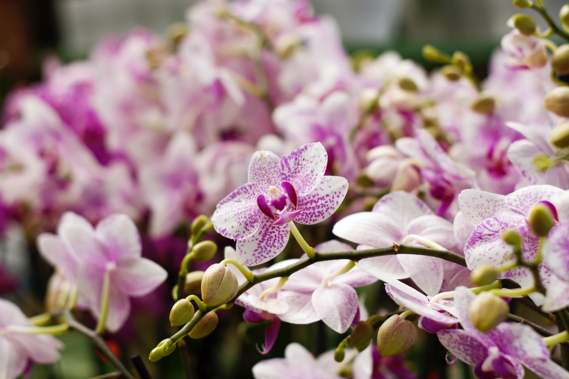 Dicas para orquídea