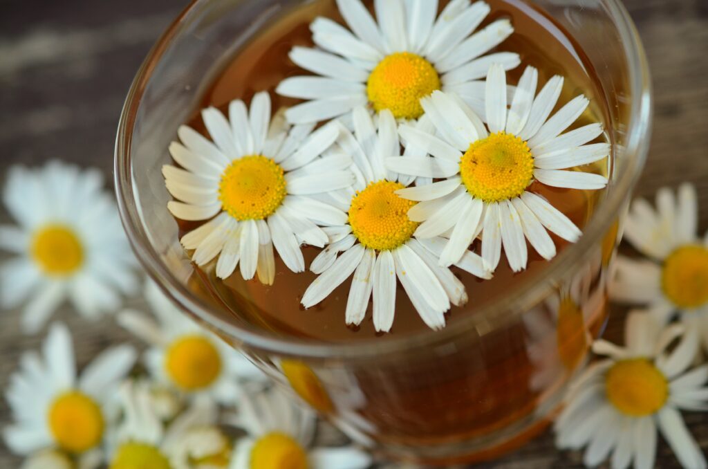 Aprenda como plantar camomila em casa e aproveite todos os benefícios!