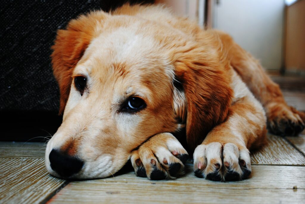 Sangue nas fezes do cão: saiba quais doenças isso pode indicar