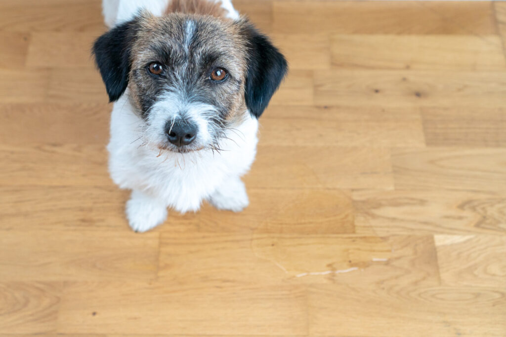 Aprenda como tirar o cheiro de xixi de cachorro no ambiente