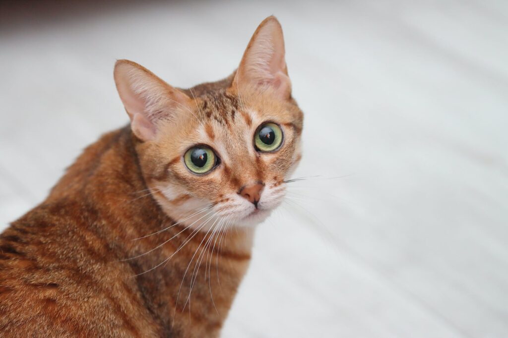 Alimentos proibidos para gatos: veja o que evitar na hora de alimentar o seu felino!