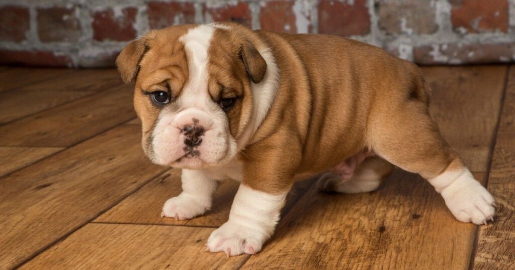 Bulldogue Inglês