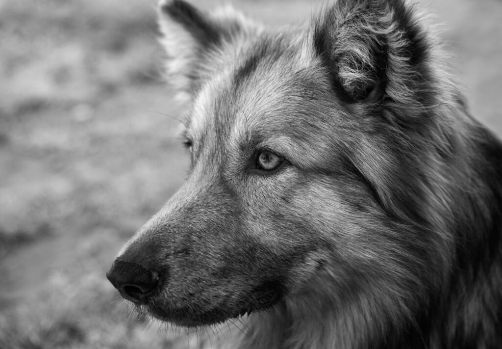 Saiba quais são as 10 melhores raças de cães de guarda