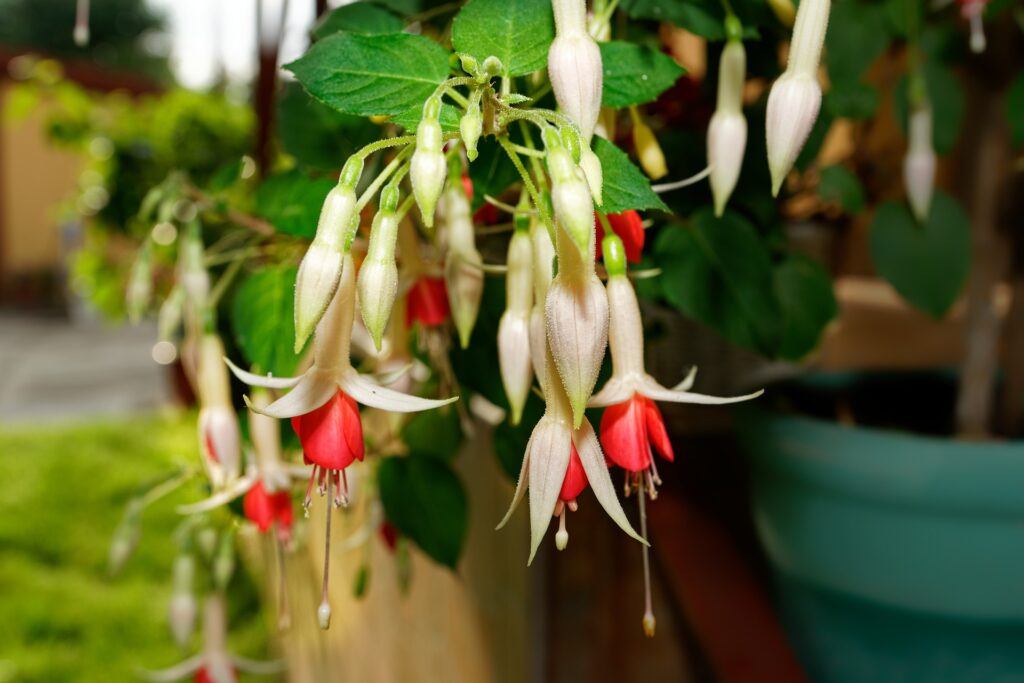 Brincos-de-Princesa: Aprenda como cultivar as flores que os Beija-Flores adoram!