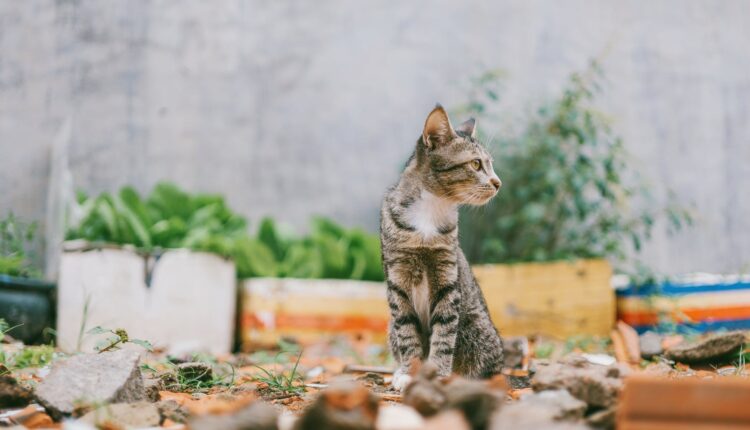 Aprenda a afastar os gatos de rua do seu quintal com essas dicas naturais.