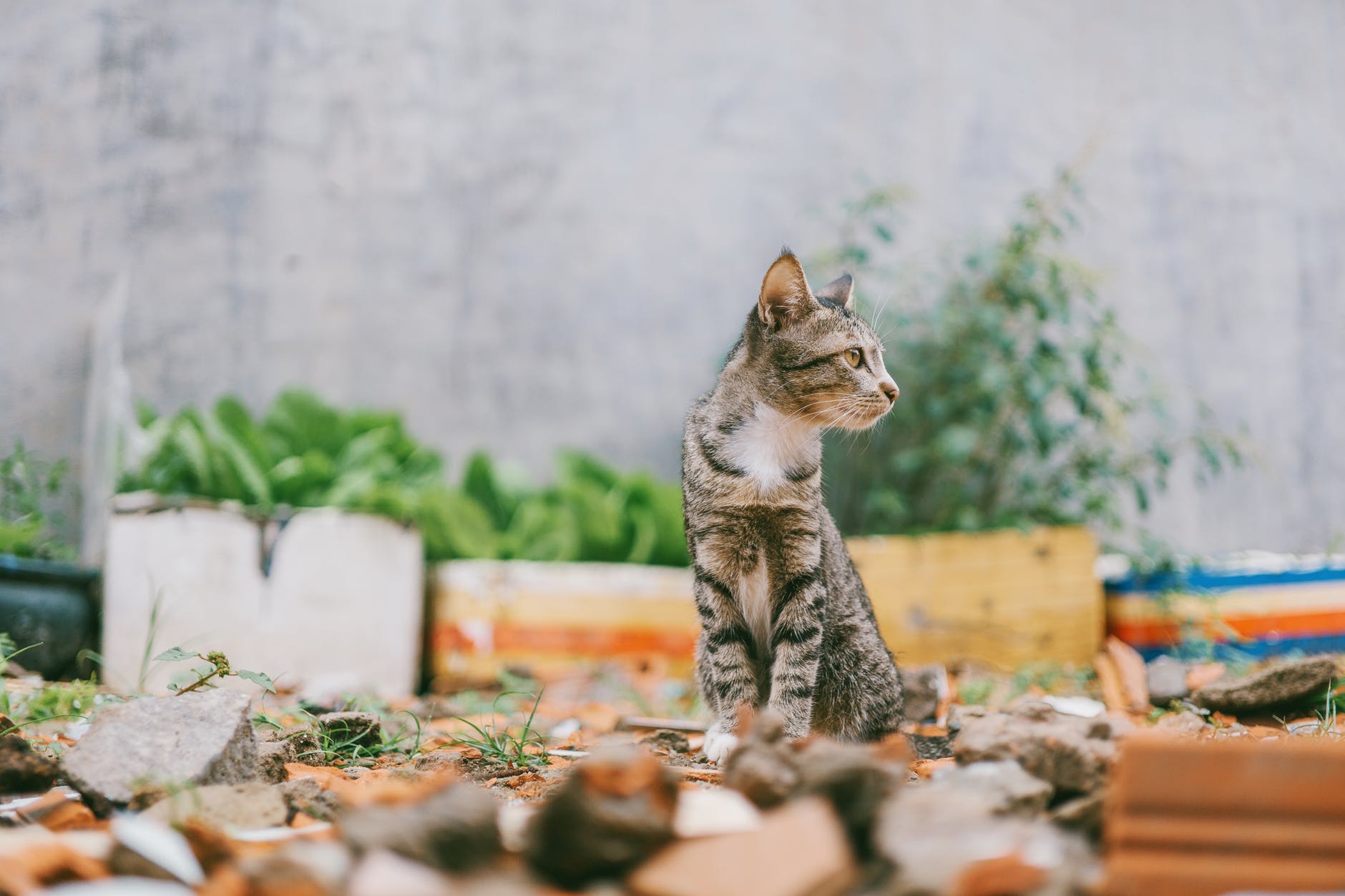 Aprenda a afastar os gatos de rua do seu quintal com essas dicas naturais.