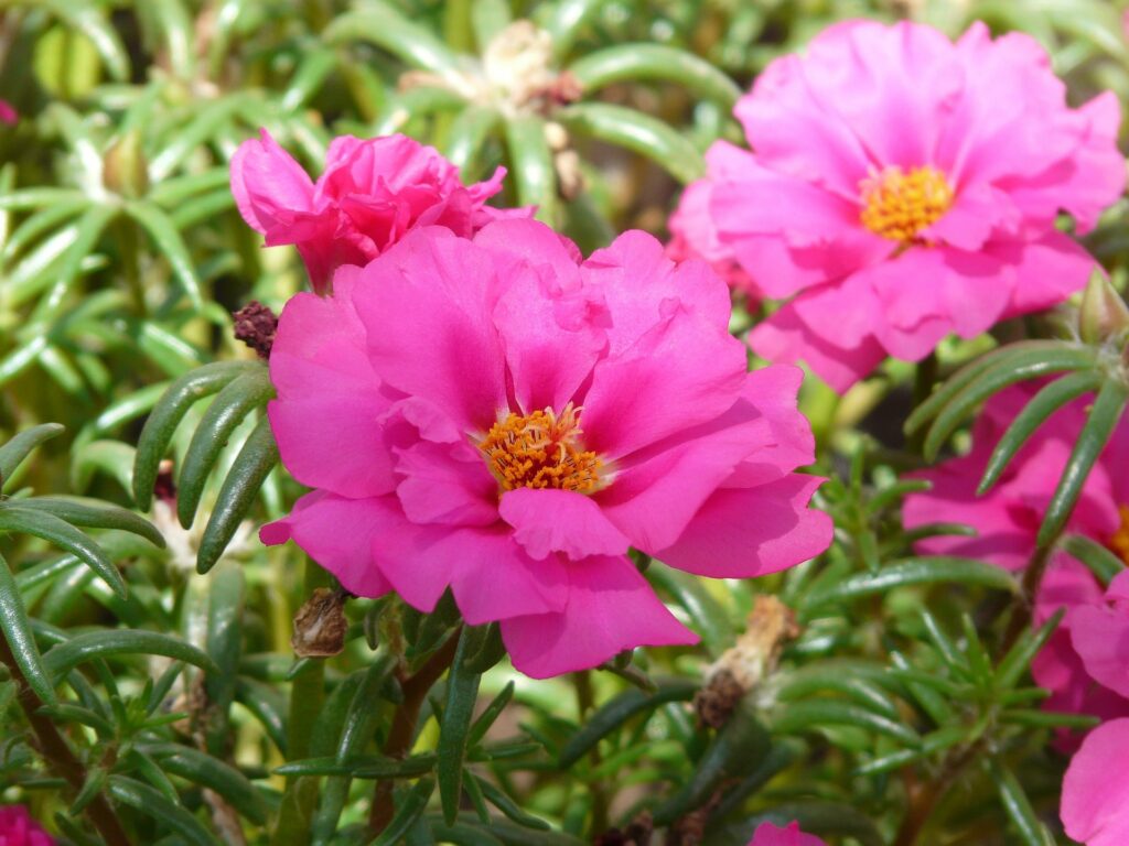 Flor Onze-Horas: Evite esses erros na hora do cultivo.
