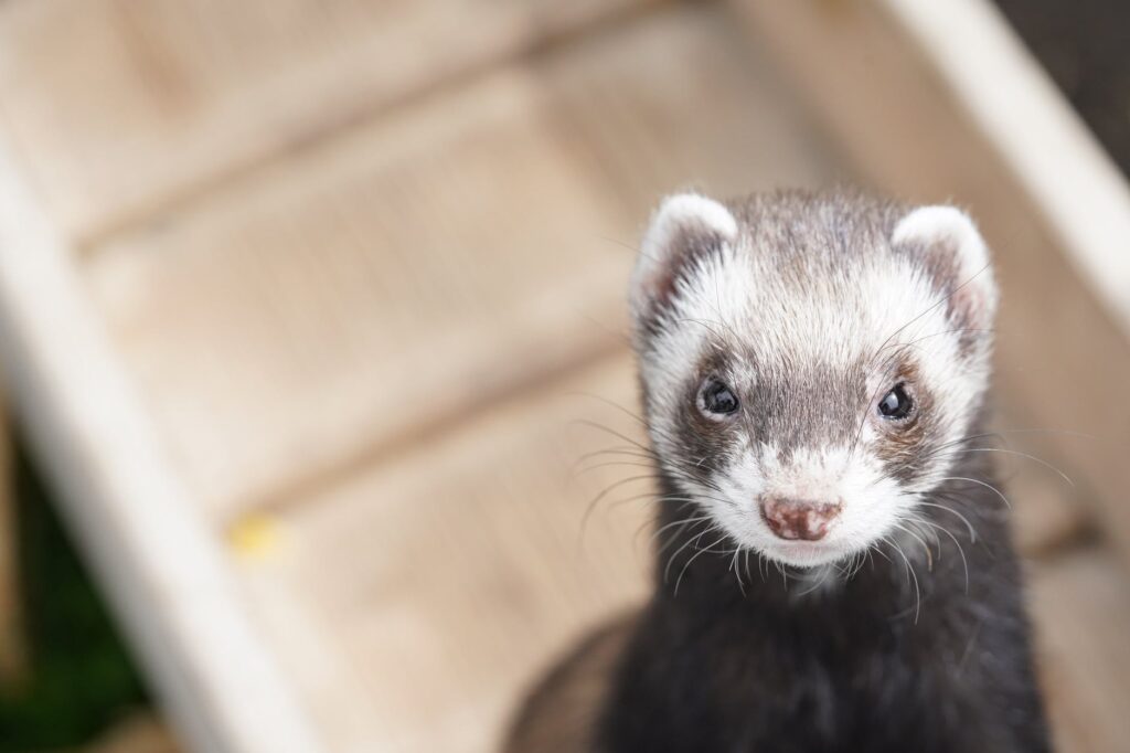 Furão: Como ter um animal exótico como pet e quais suas responsabilidades