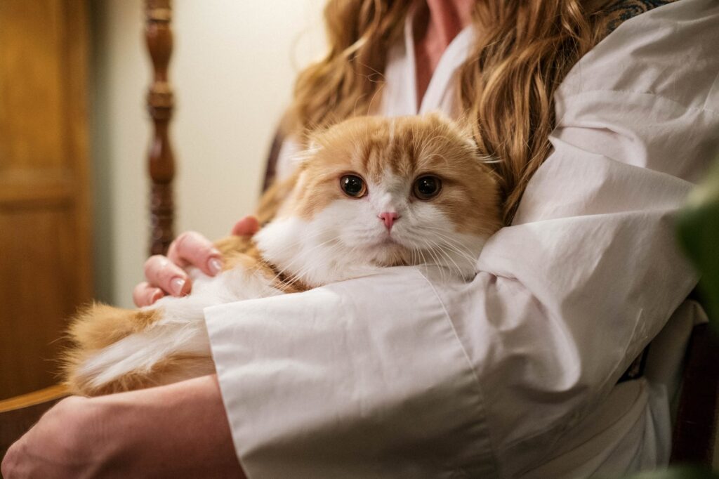 Entenda os motivos pelos quais os gatos sobem no colo dos donos.