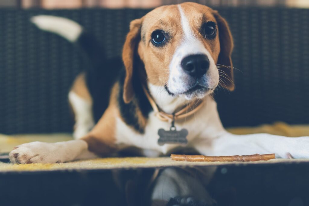 Veja quais as raças de cachorro que mais soltam gases!