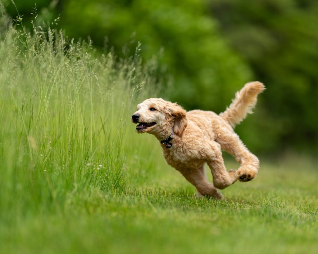 Por que será que os cães rodam antes de fazer as necessidades? Confira agora!