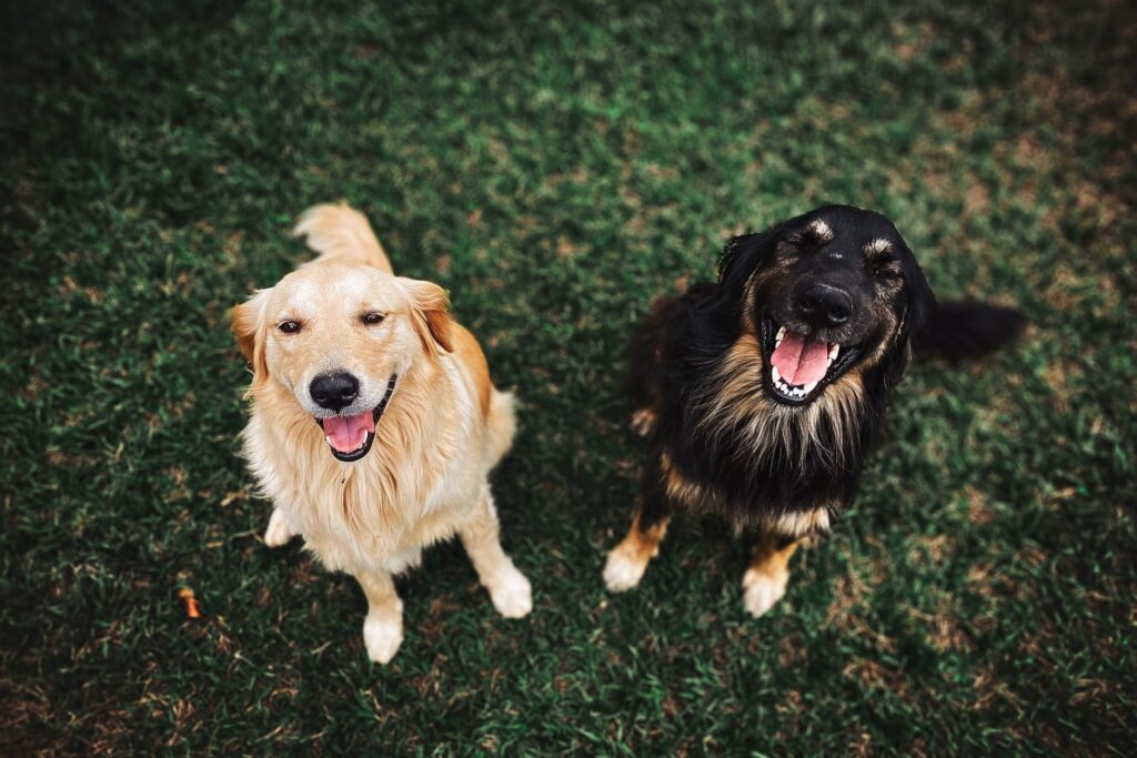 Atenção a água com cloro para seu cachorro.