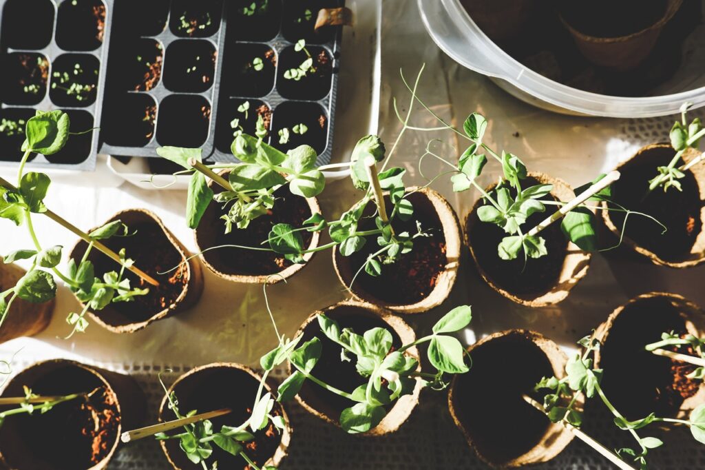 água oxigenada faz bem para as plantas