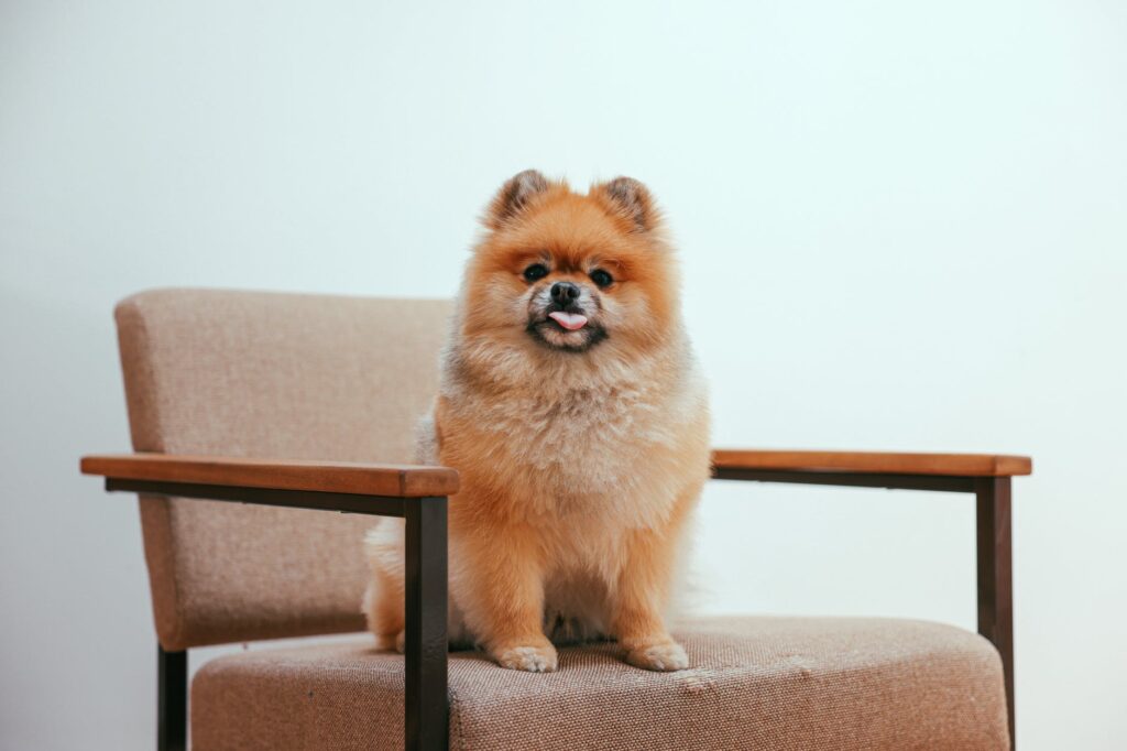 Cachorro obeso: Saiba quais alimentos evitar