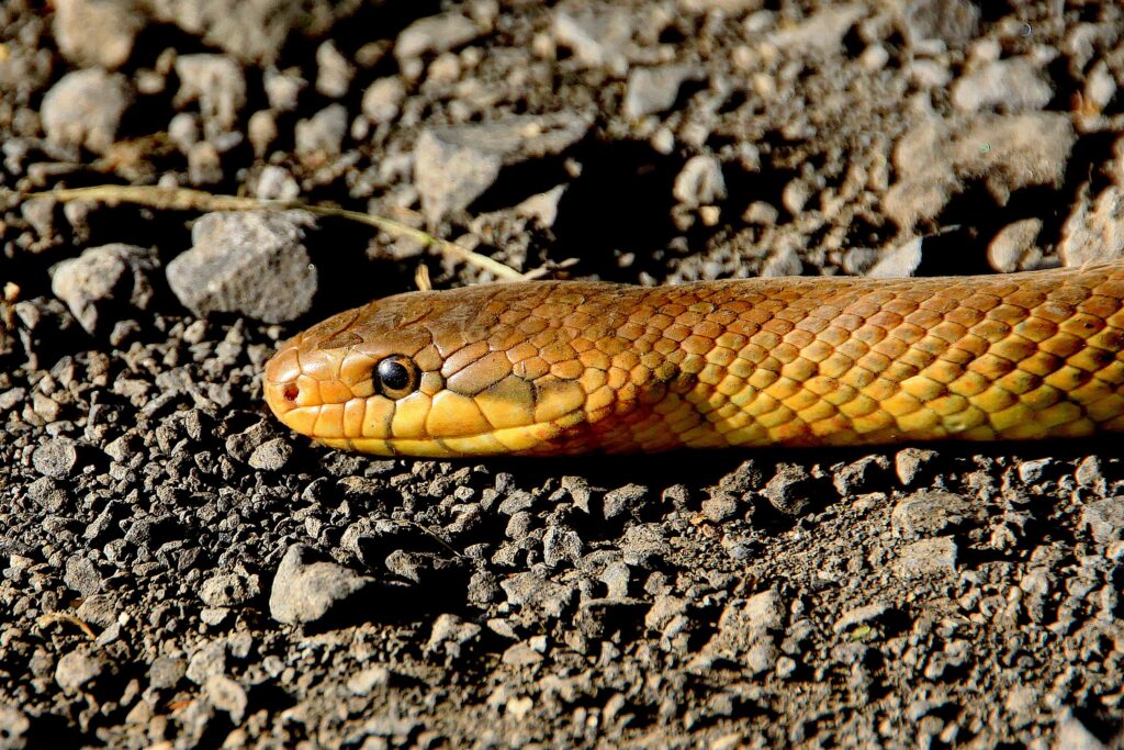 Problemas com cobras: saiba como se livrar delas!